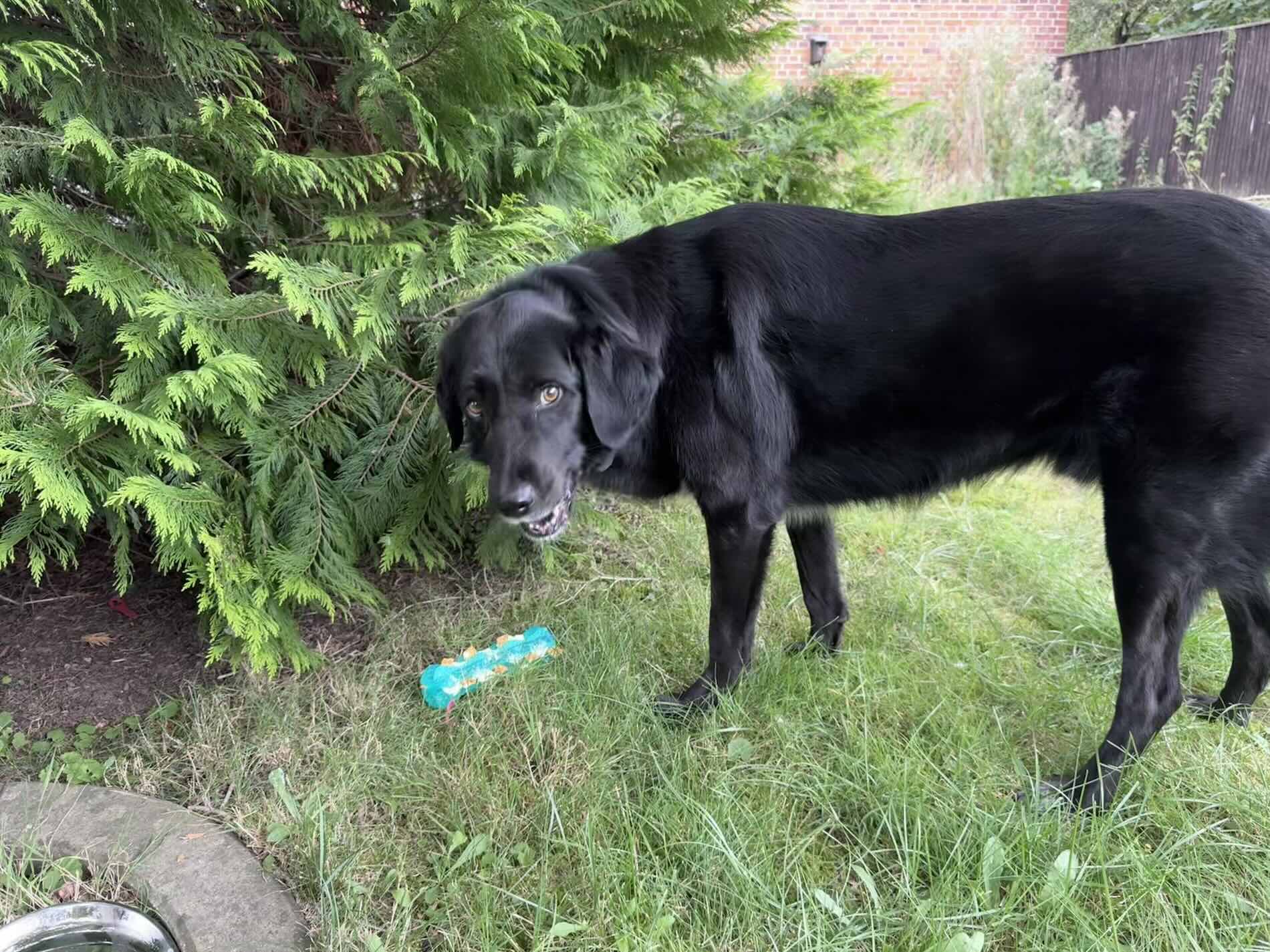 Tobyas findet seine gefüllte Kaustange im Garten