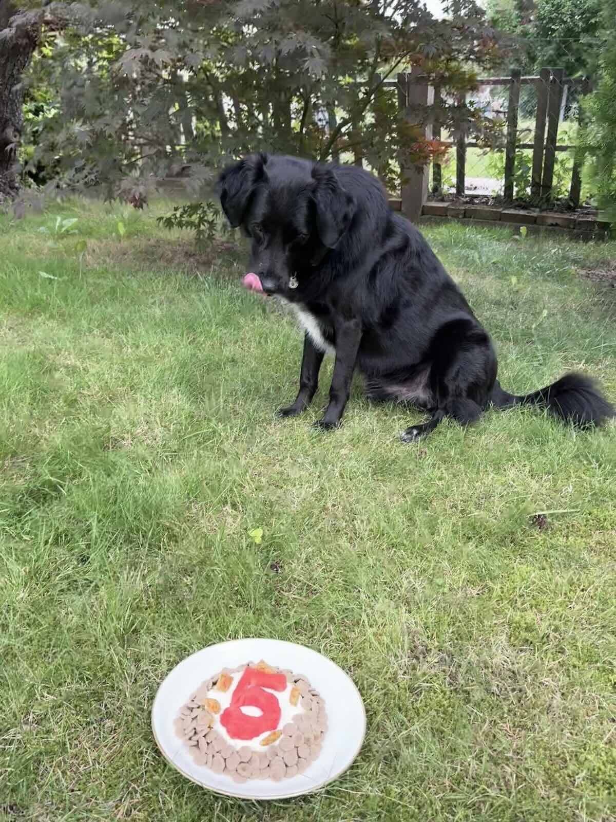 Tobyas vor seiner Geburtstagstorte mit fünf Hundekeksen