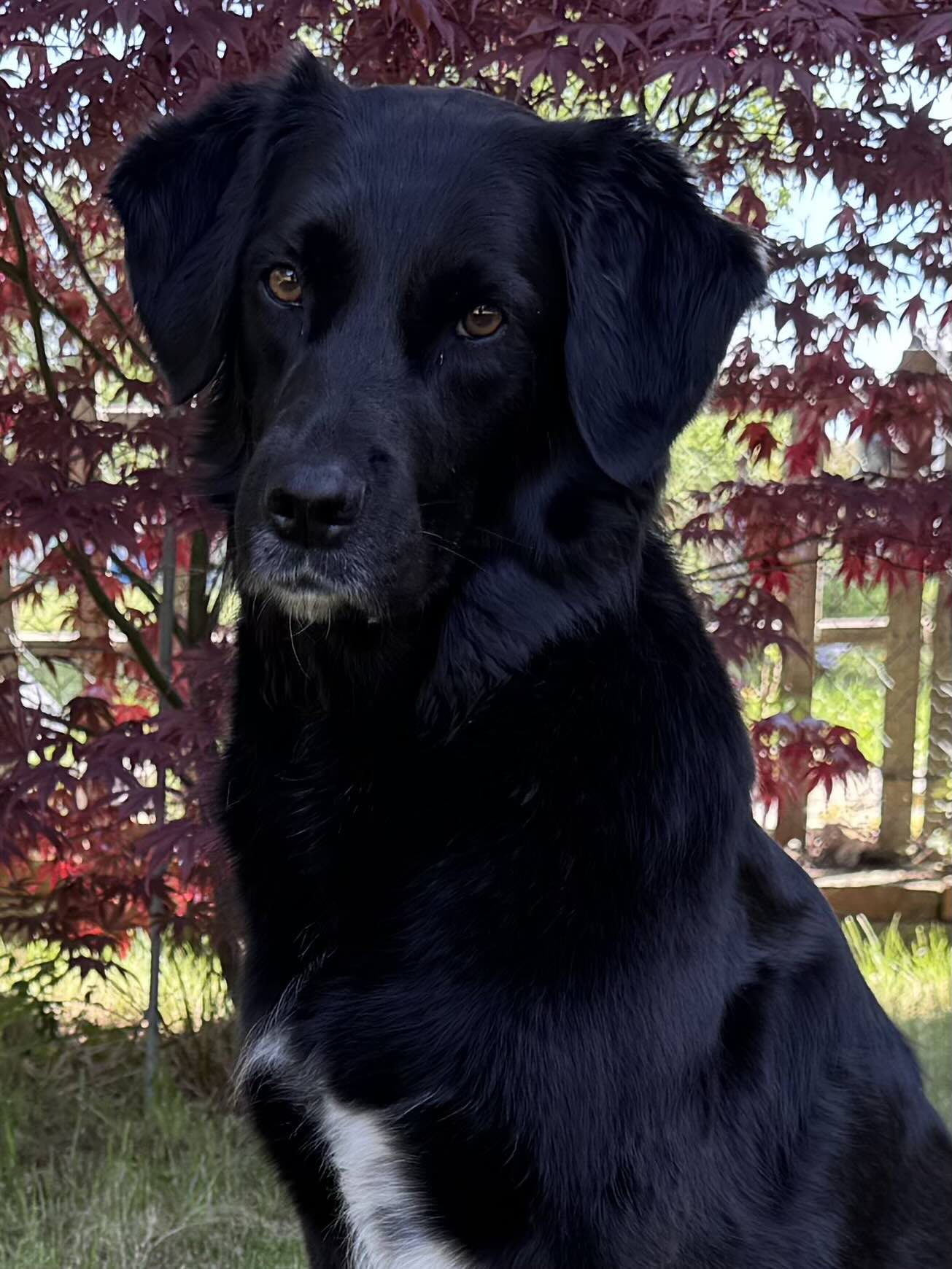 Tobyas sitzt vor einem roten Zierahorn im Garten.