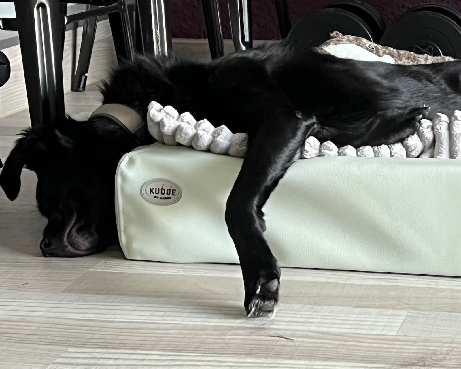 Tobyas schläft wenige Tage nach seiner Ankunft mit dem Kopf über dem Rand seines Hundebetts.