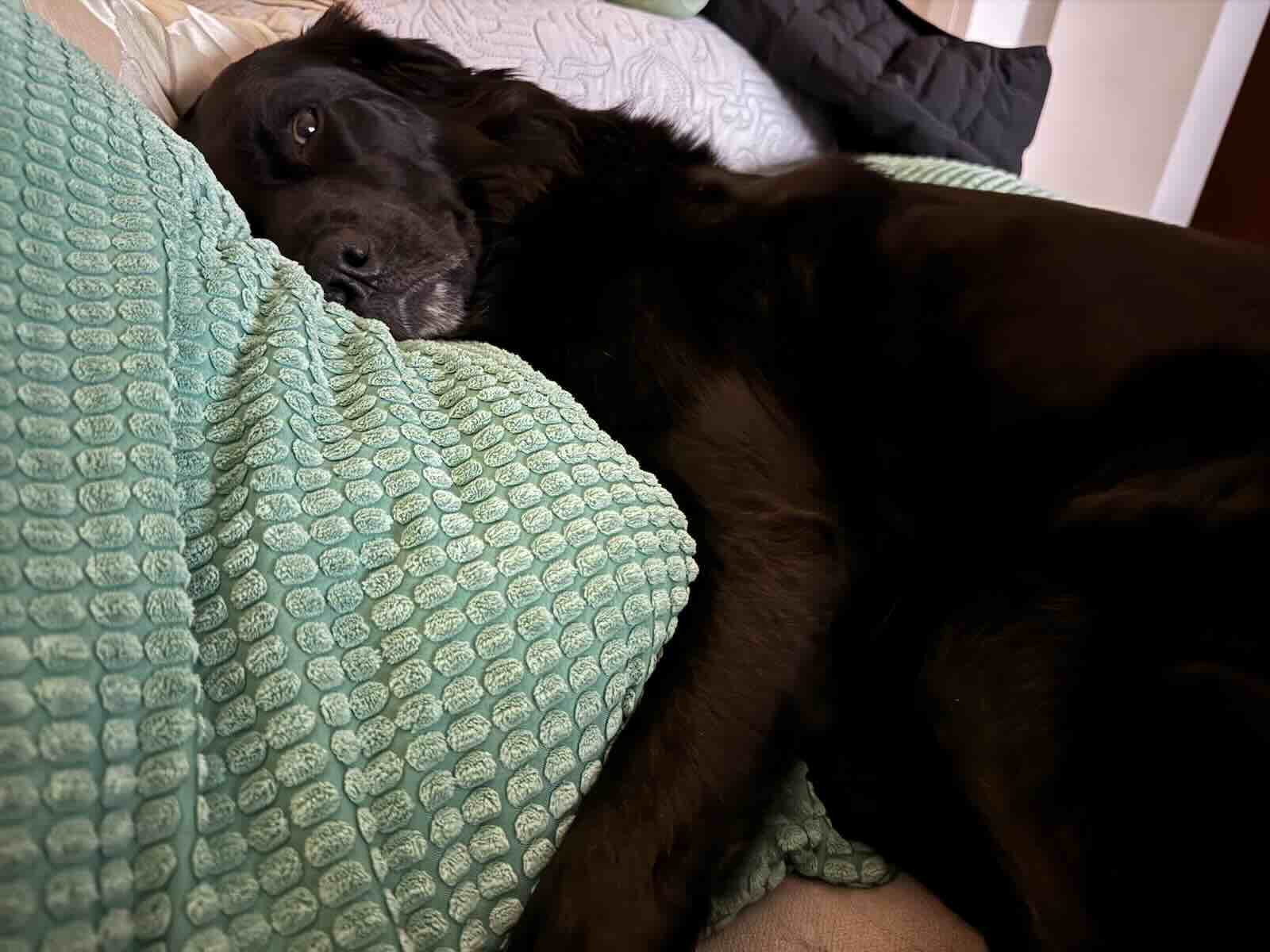 Tobyas liegt im Bett und schaut aufmerksam über eine Decke.