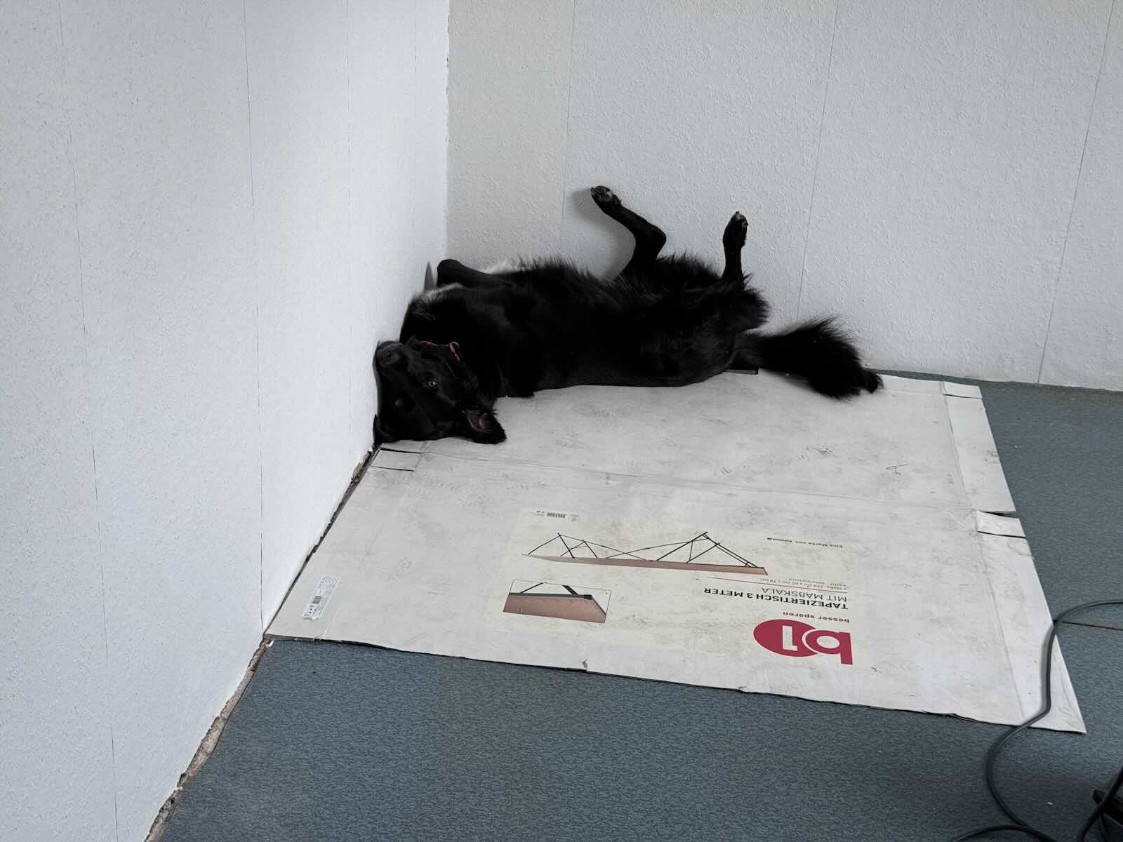 Tobyas liegt während der Renovierung auf dem Rücken vor einer frisch tapezierten Wand.