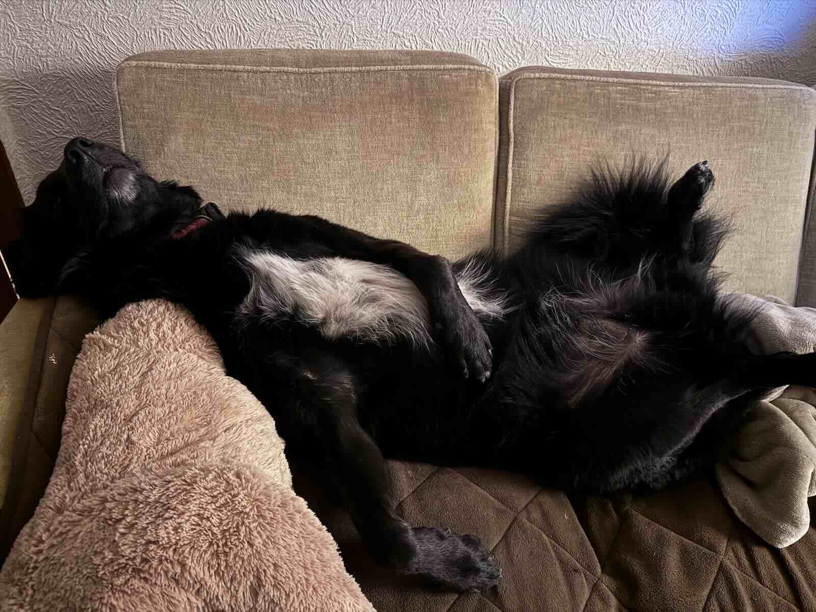 Tobyas liegt nach Feierabend entspannt auf dem Rücken auf der Couch.